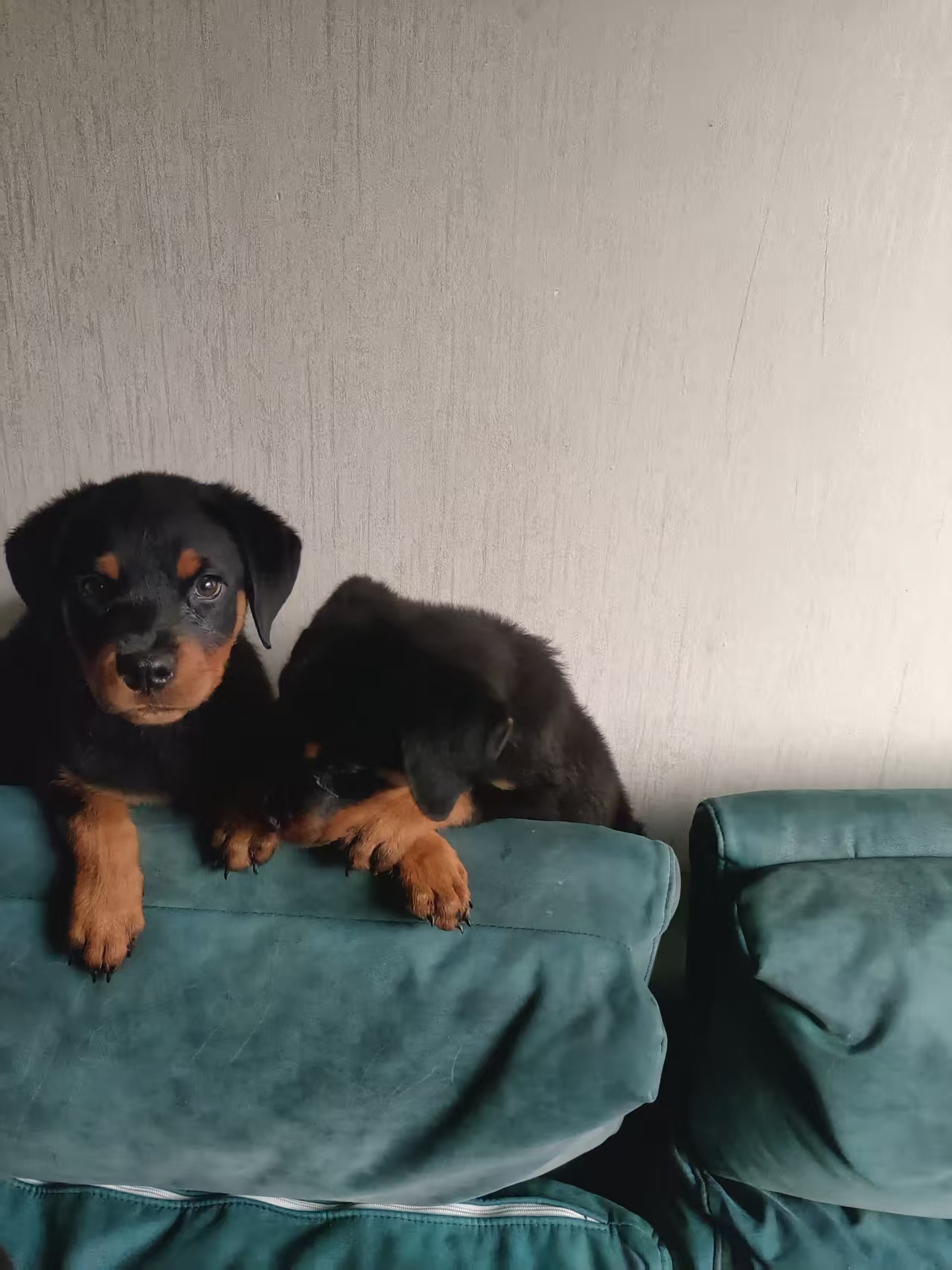 自家繁殖罗威纳幼犬